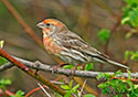 Carpodacus mexicanus